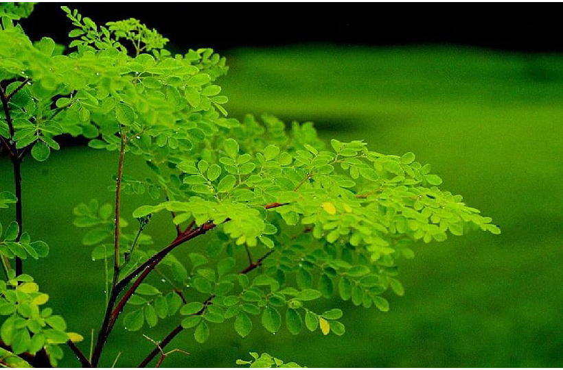 blog